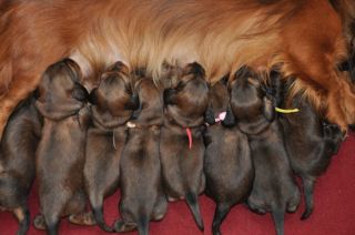 Jamniki d�ugow�ose